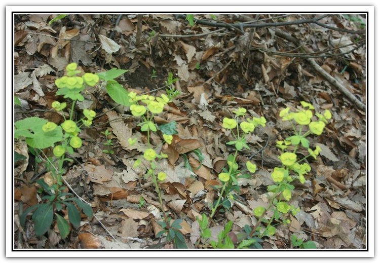 Euphorbia amygdalocdes - Alior