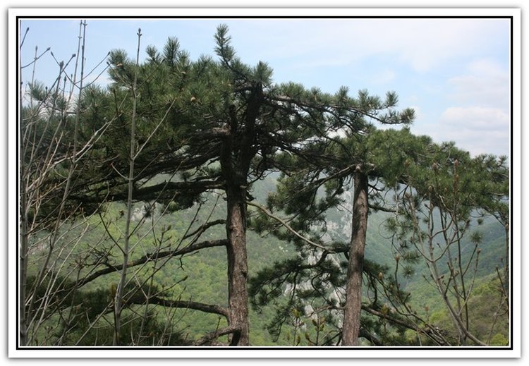 Pinus Nigra ssp. Banatica - Pinul Negru de Banat