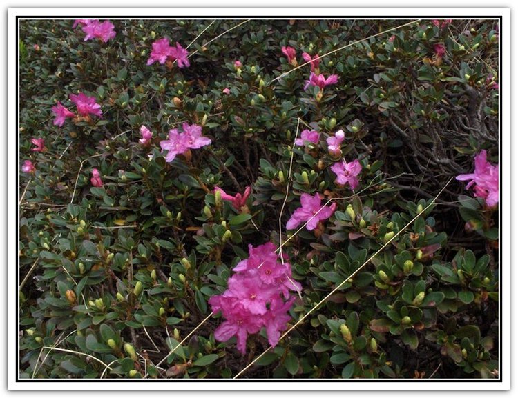 Rhododendron kotschyi - Smârdan